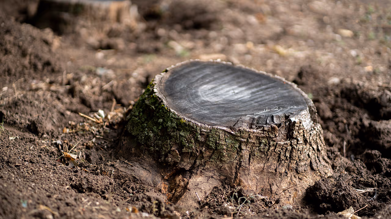 Expert tree care services near me for homeowners