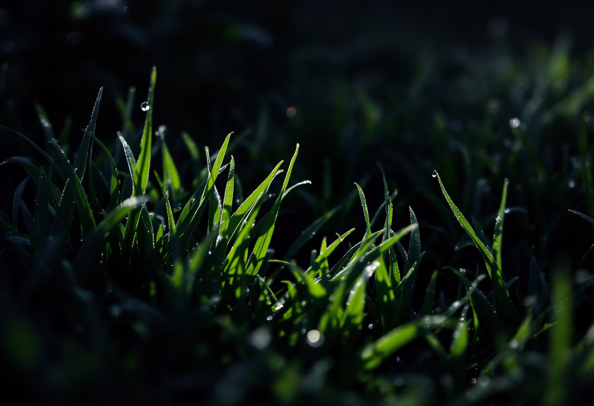 image of a well-maintained lawn for a landscaping service