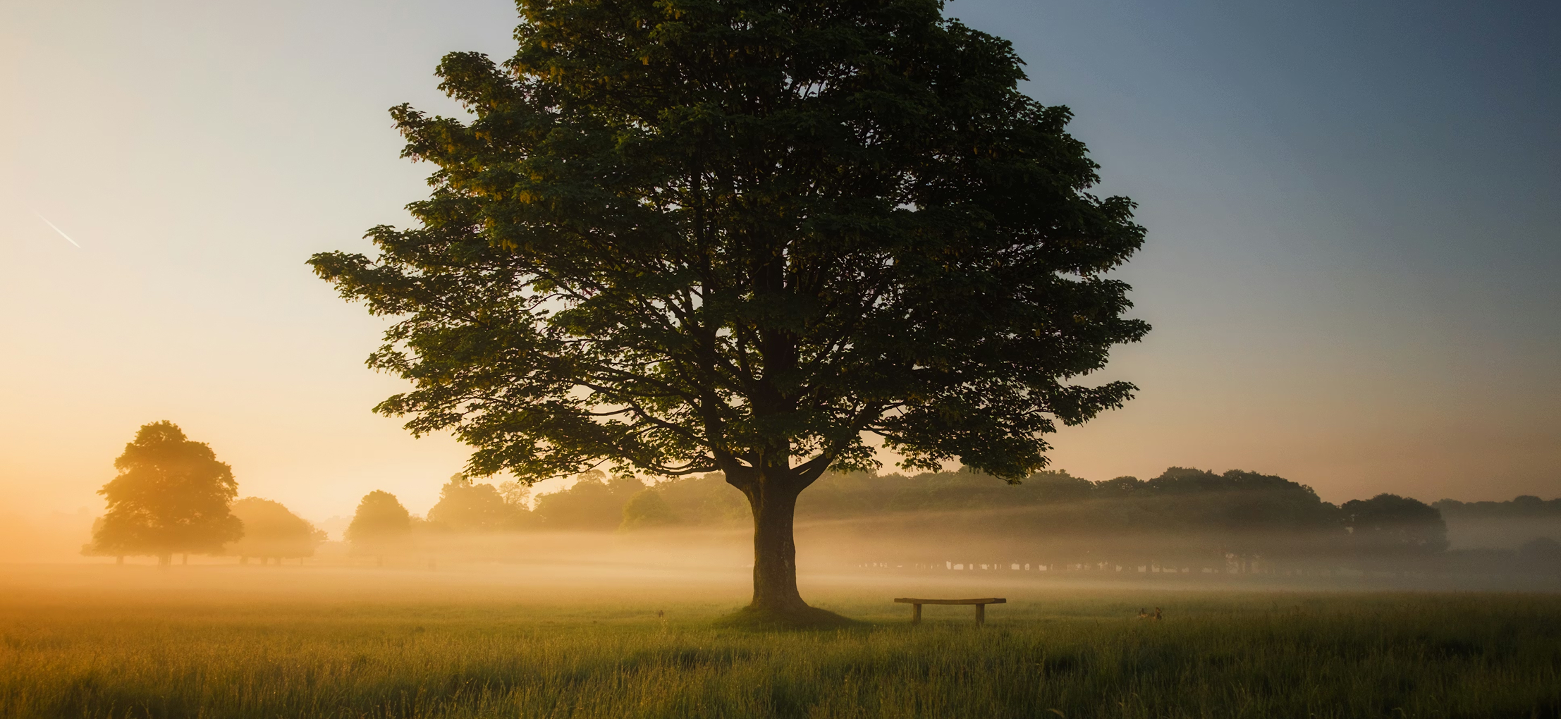 Large tree with dense leaves standing in a foggy field123 at sunrise with a wooden bench nearby.
