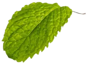 leaf