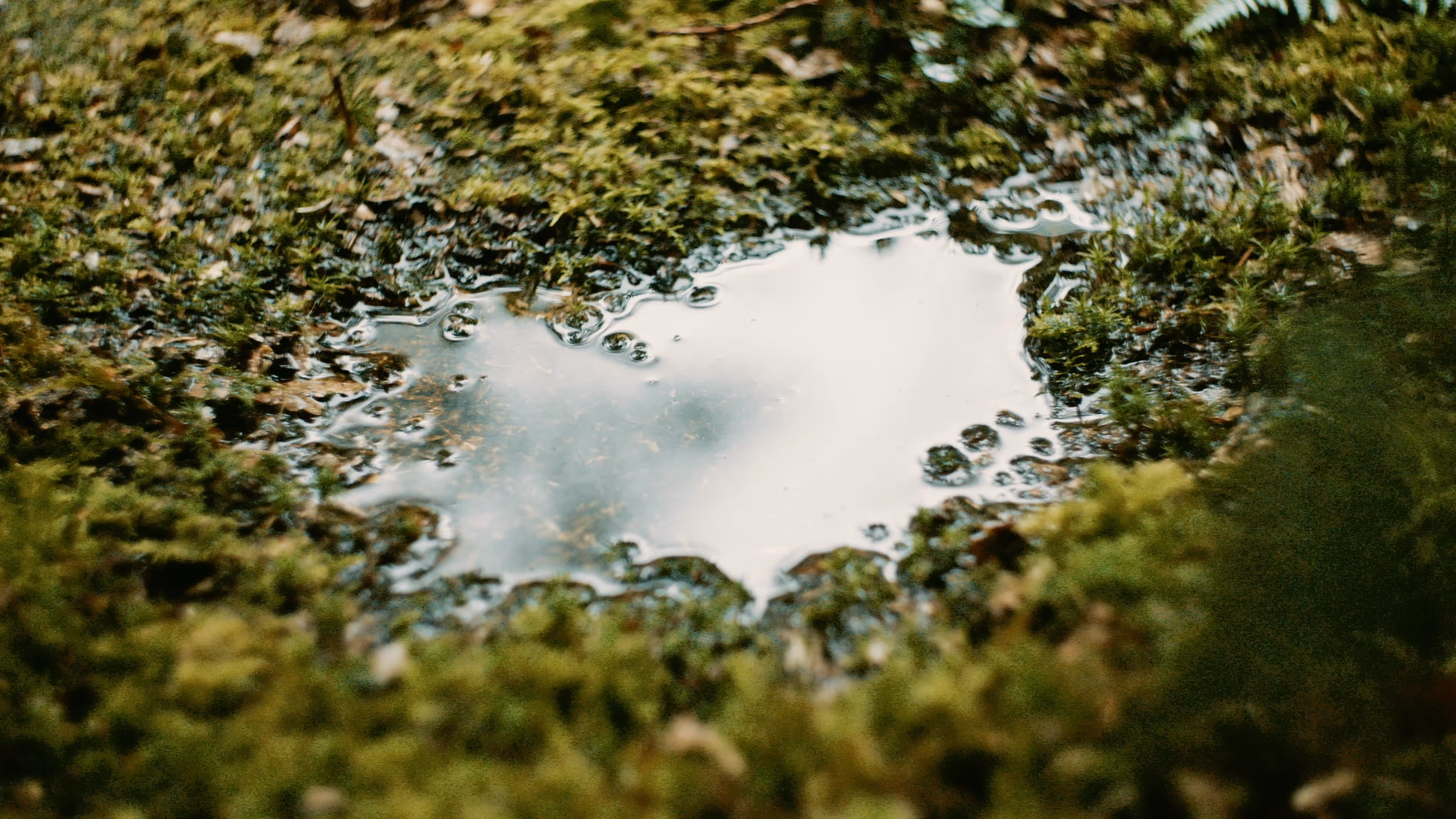 Small puddle of water surrounded by green moss and grass on the ground.