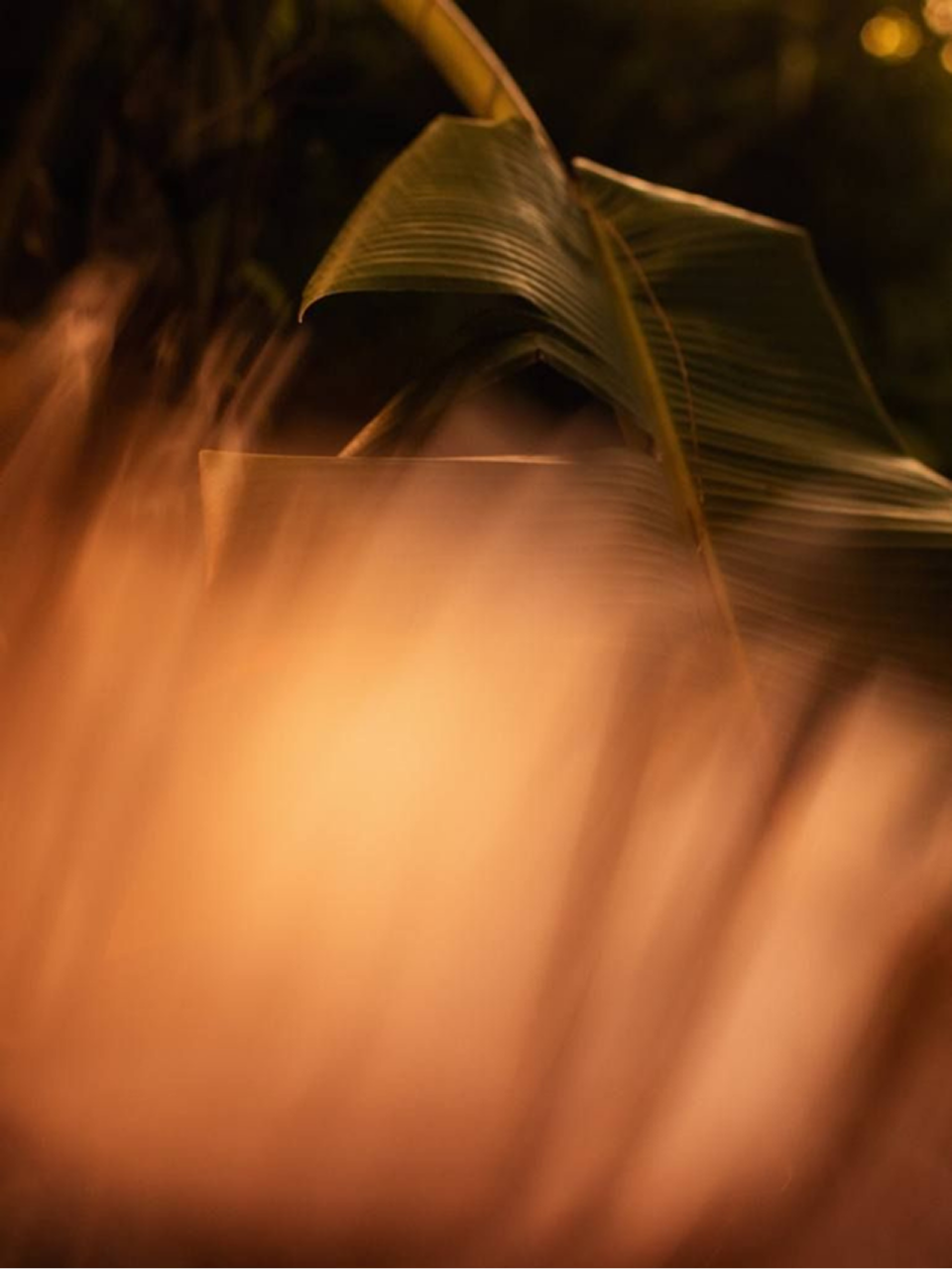 Close-up of a large green leaf with blurred warm-toned grass in the foreground at dusk.