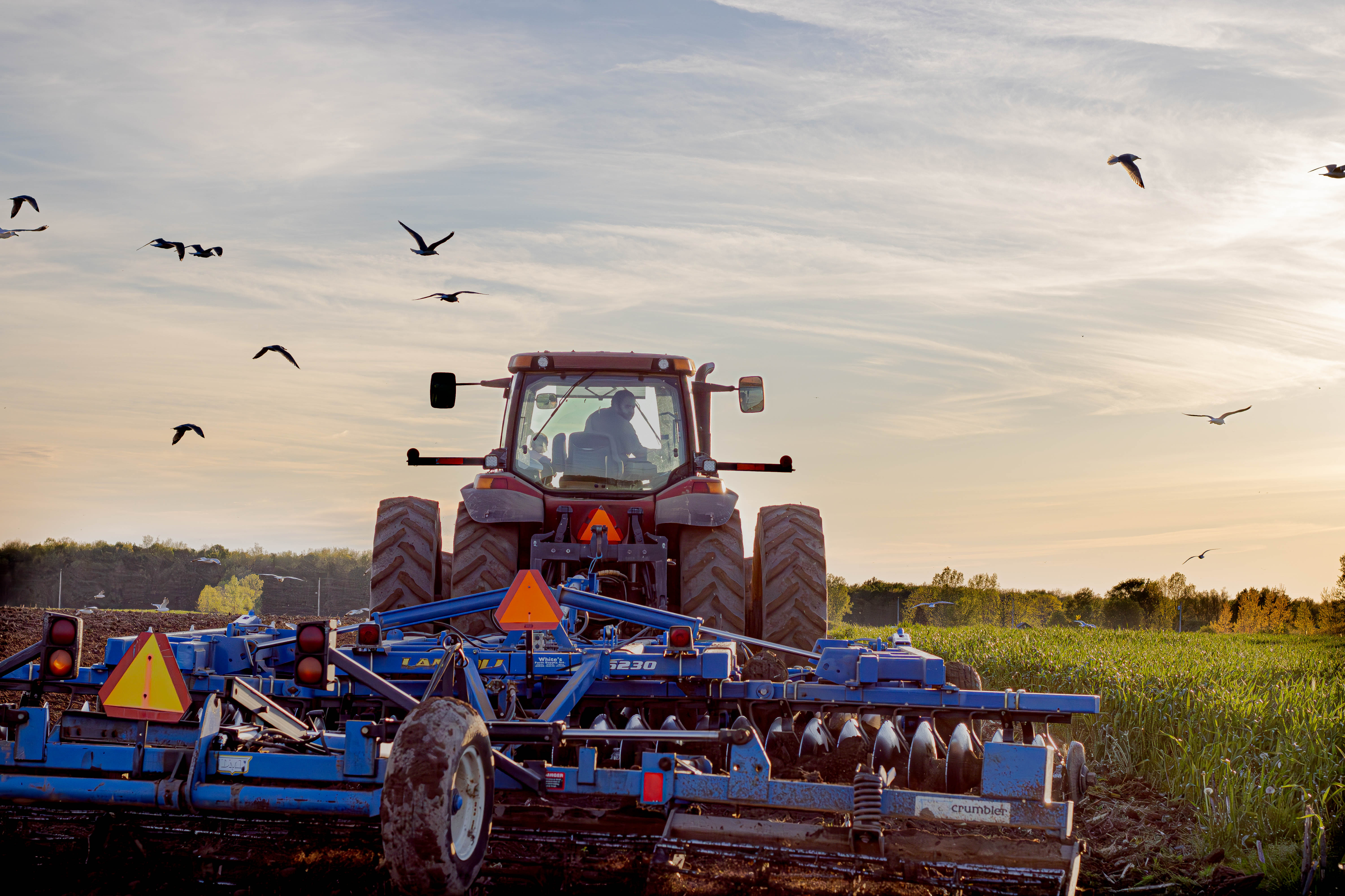 Farmer operating a tractor at dawn, tilling fields while birds fly overhead