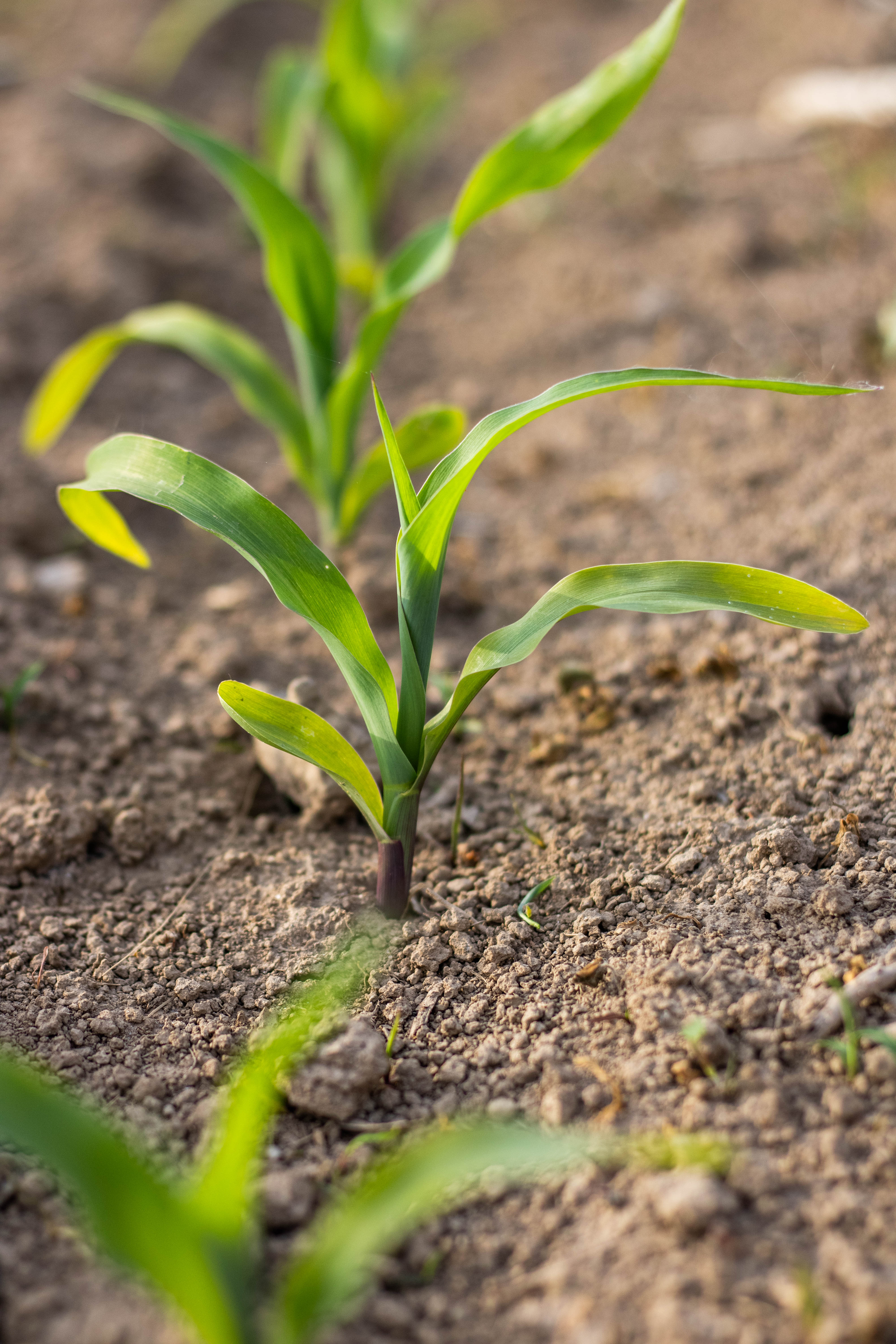 row of small corn plants