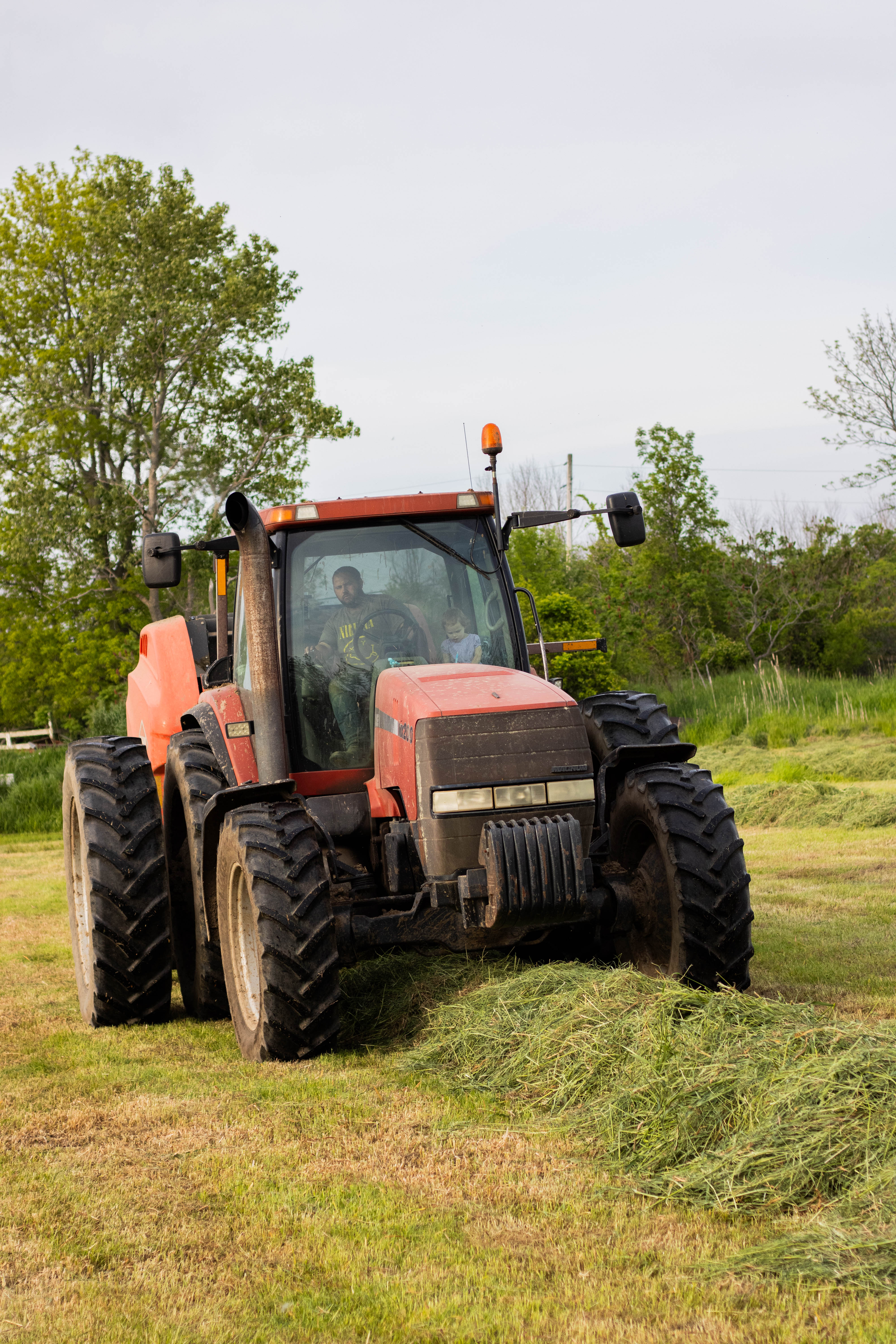 Farmer tending to cattle at Next Generation Creamery