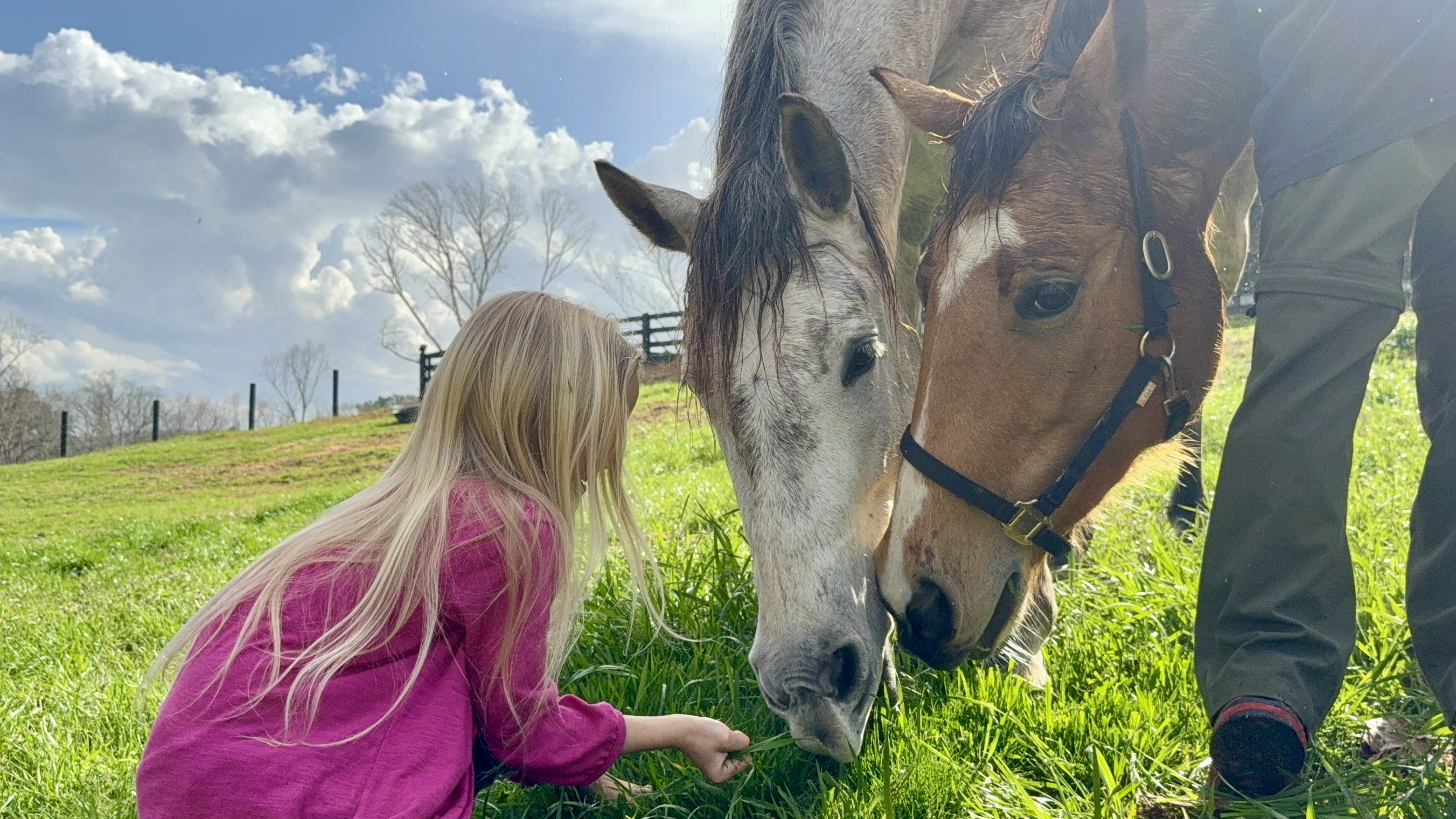 Young girl in a pink jacket feeding green grass to two horses in a sunny field.