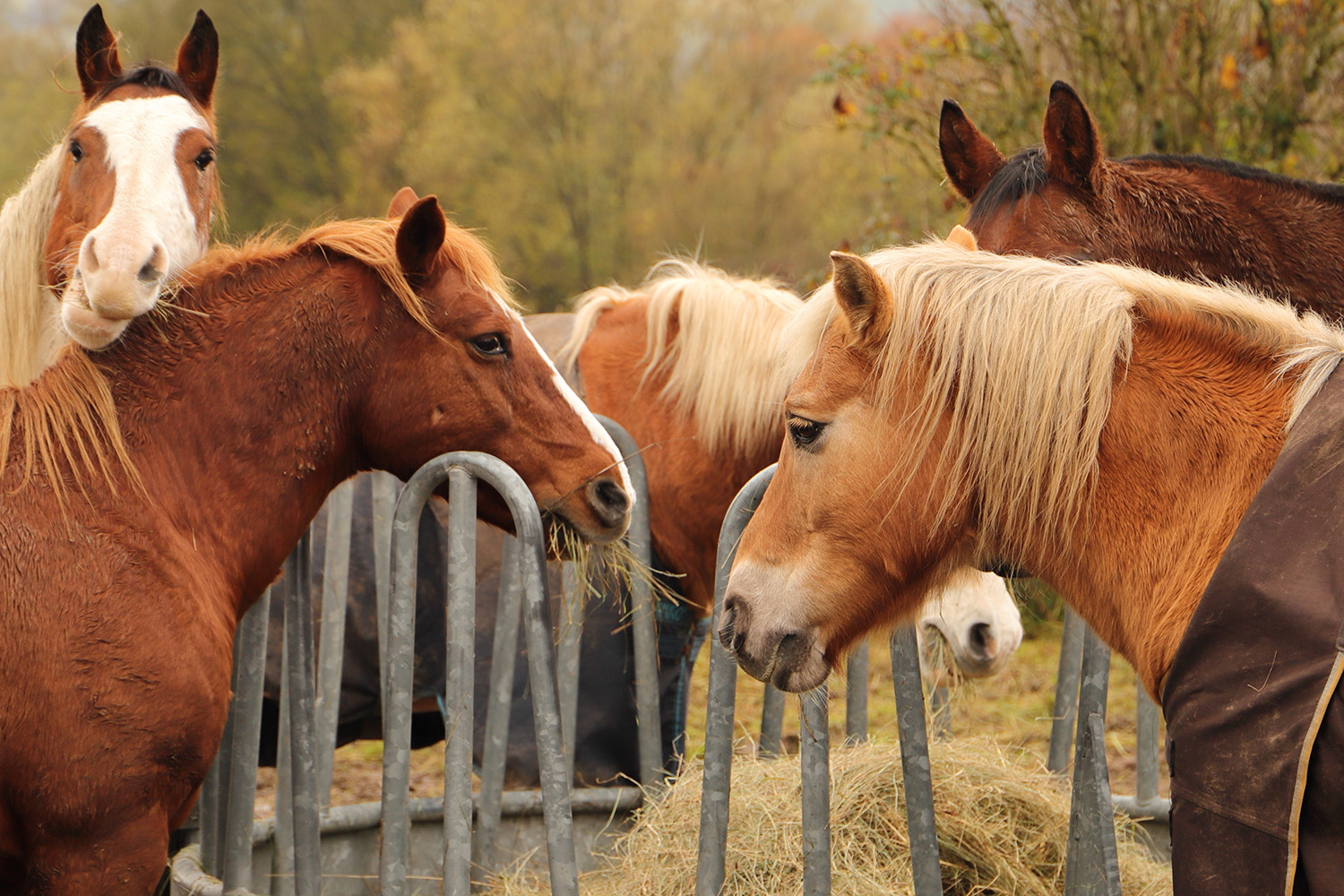 Equine assisted therapy session with horses in Atlanta