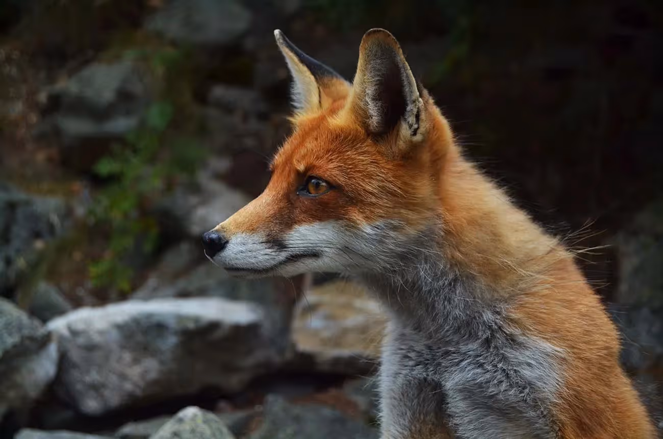 Portrait d'un renard roux de profil dans un environnement rocheux