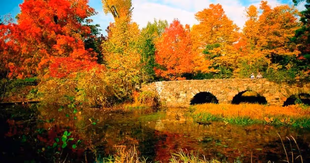 Pont de pierre en automne entouré d'arbres aux couleurs chatoyantes