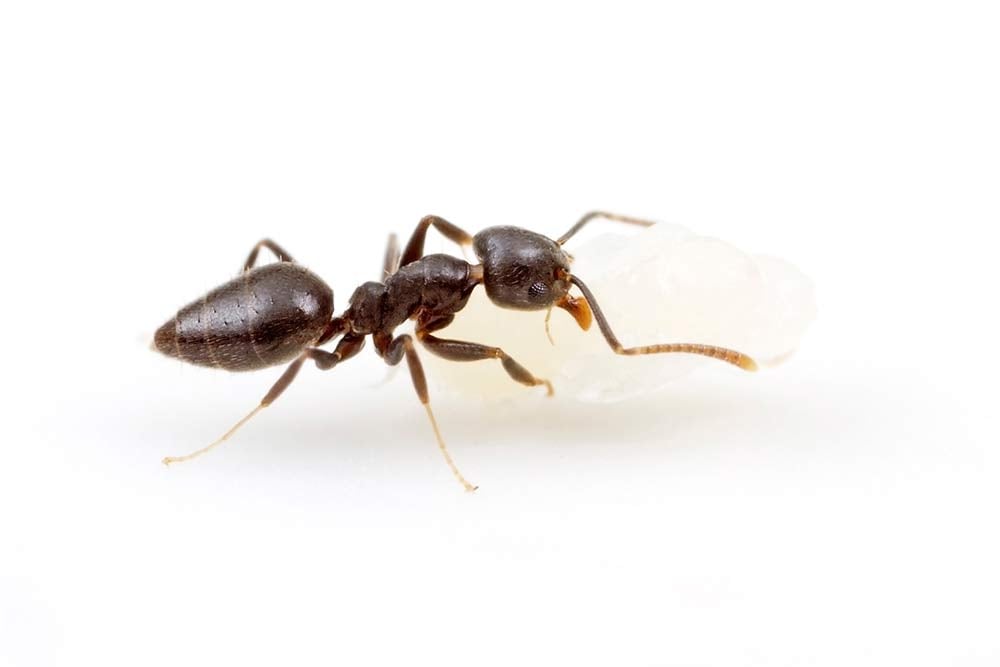 White footed house ant (Technomyrmex spp.) in New Zealand