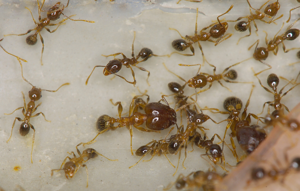 Coastal Brown Ant Control & Identification - Article