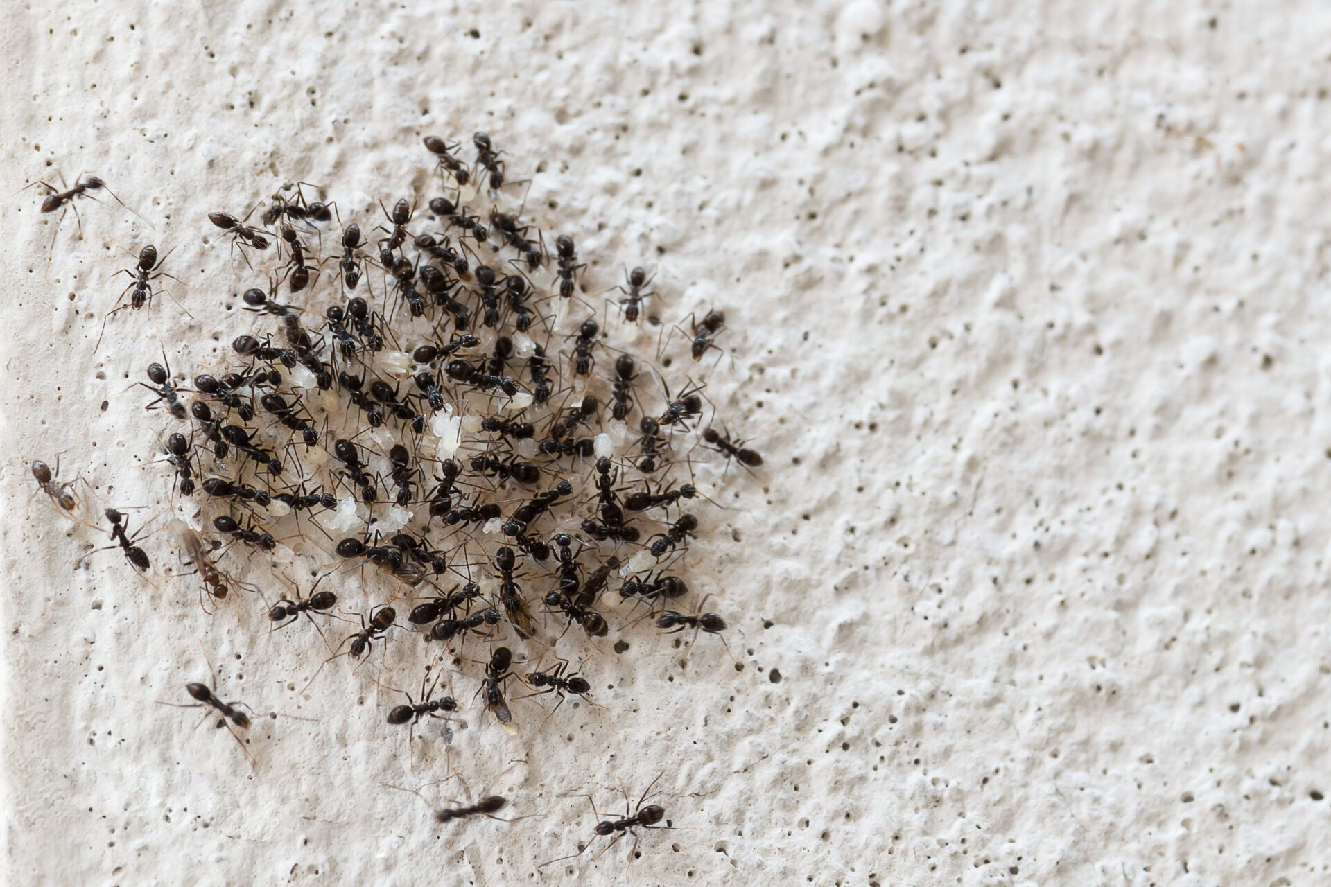 Ants pest control New Zealand | Flick