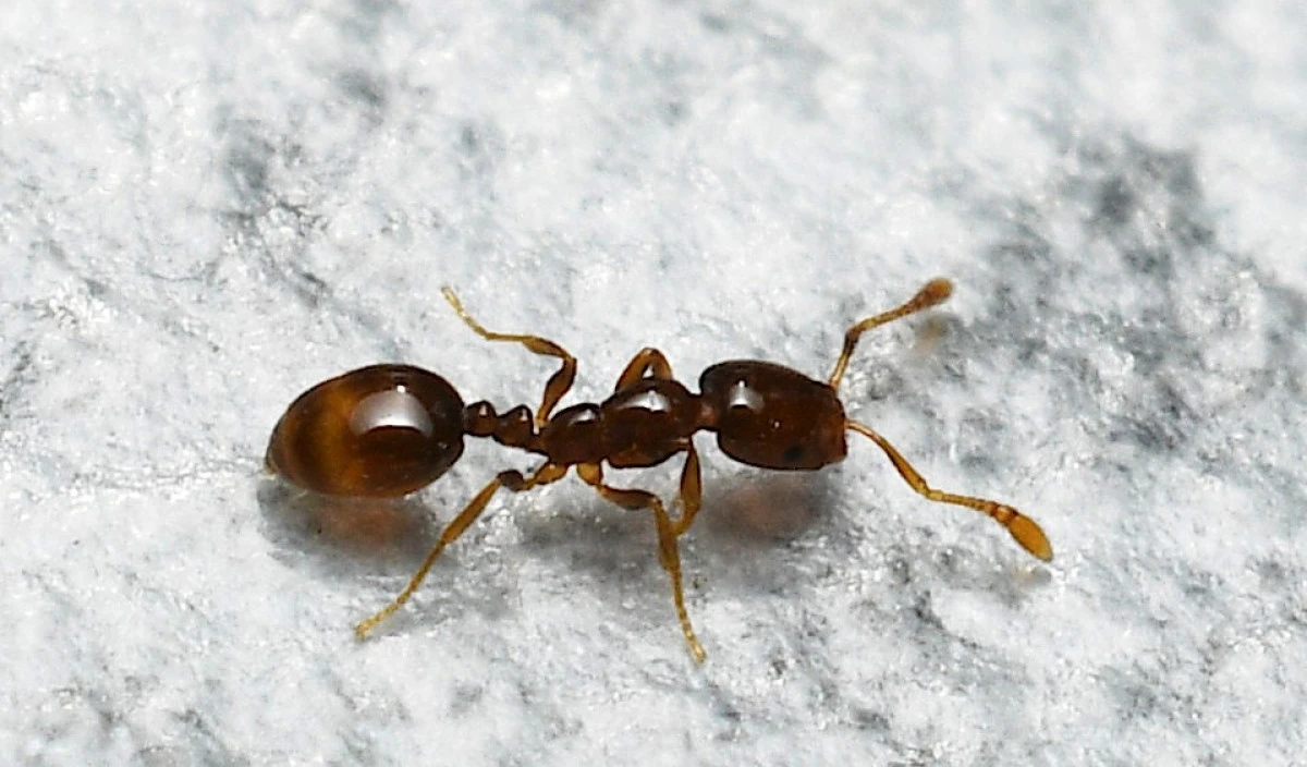 Pharaoh's Ants - How to Identify and Get Rid | Kiwicare