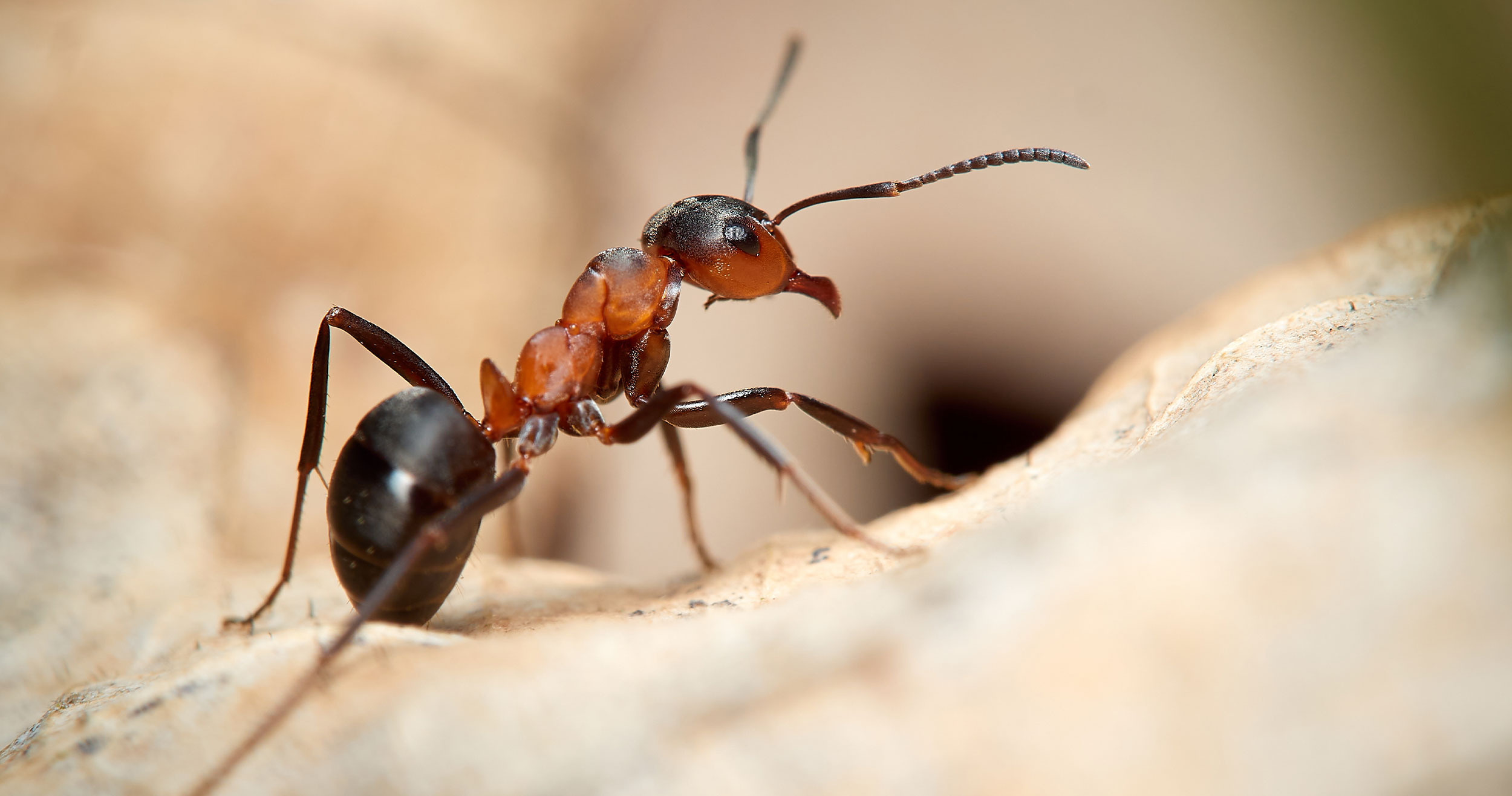 Darwin Ants - Control of Darwin Ants Around Homes. | Kiwicare