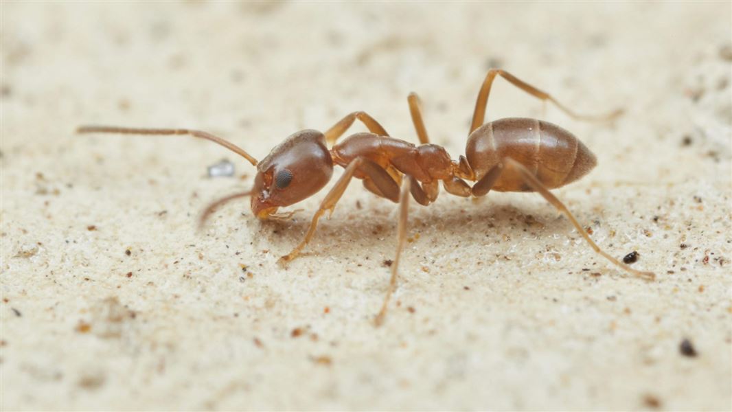 Argentine ants: Animal pests