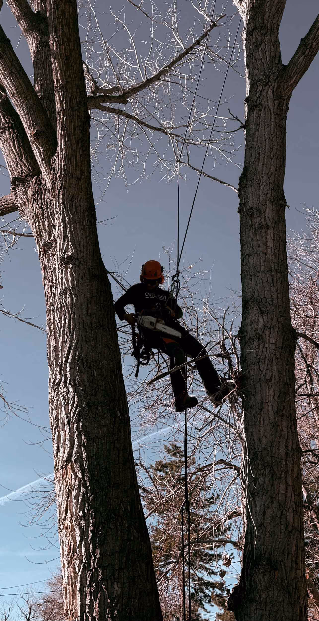AXEFORGE Tree Co. professional arborist services in Littleton, CO