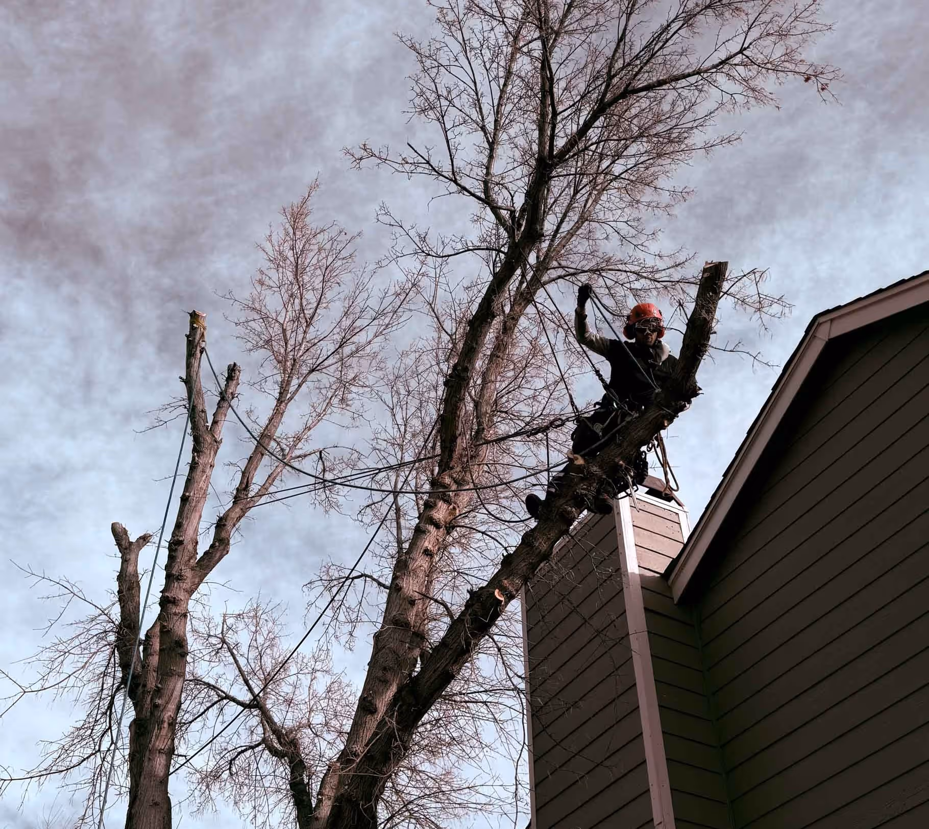 AXEFORGE Tree Co. tree service crew on the job in the Denver area
