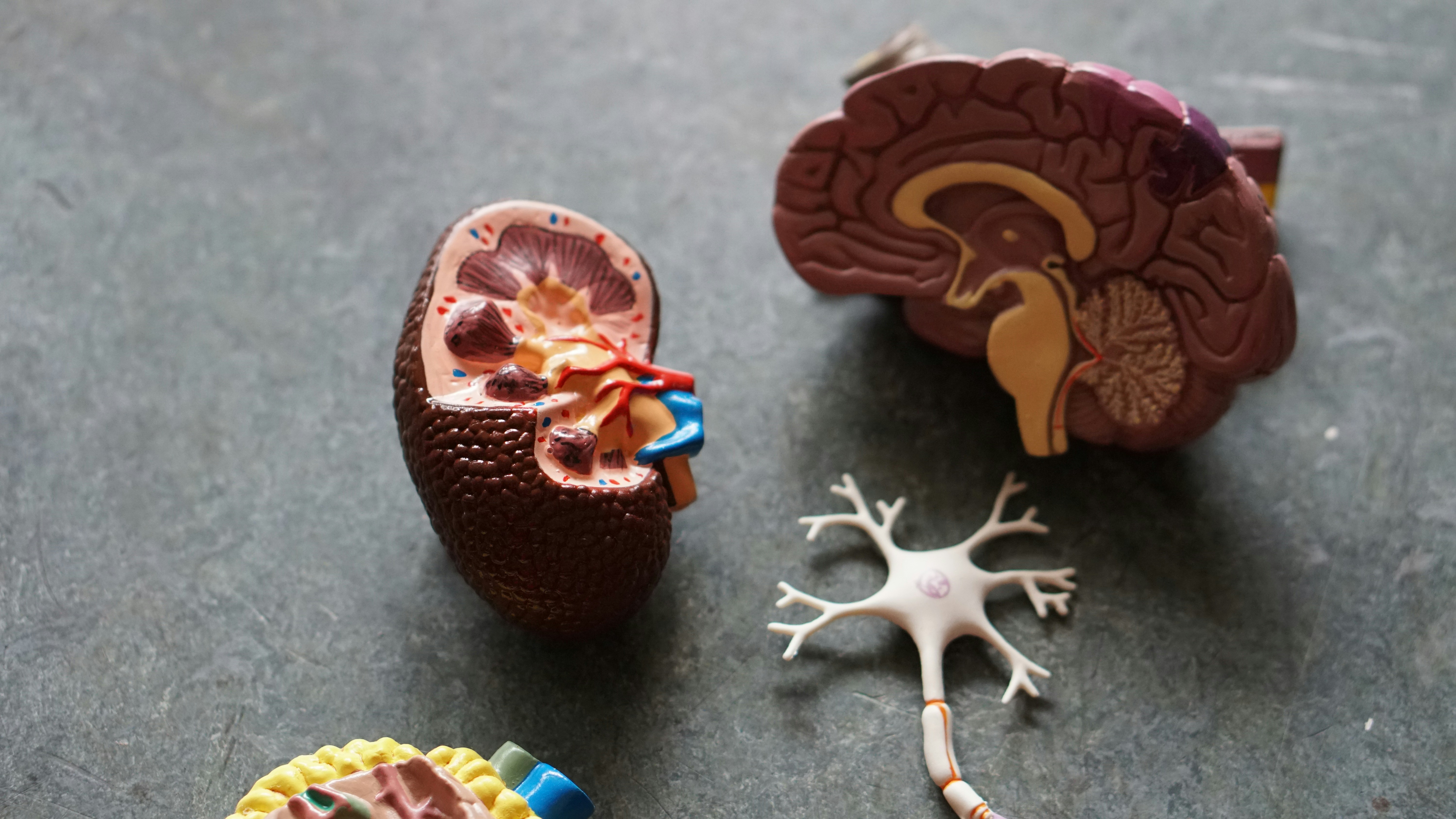 Anatomical models of a human kidney, brain, and neuron arranged on a dark tabletop for medical or educational study.