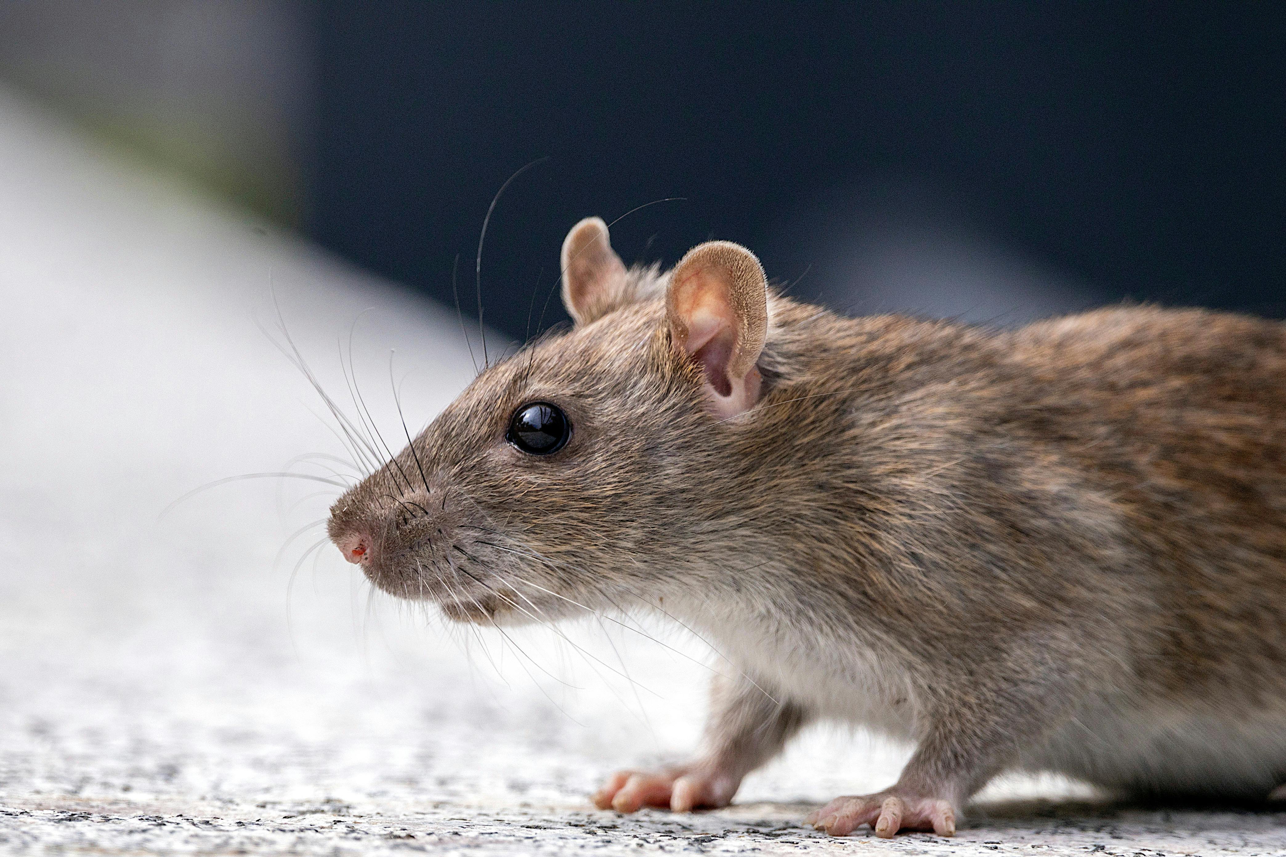 Rat, a common rodent carrier of hantavirus