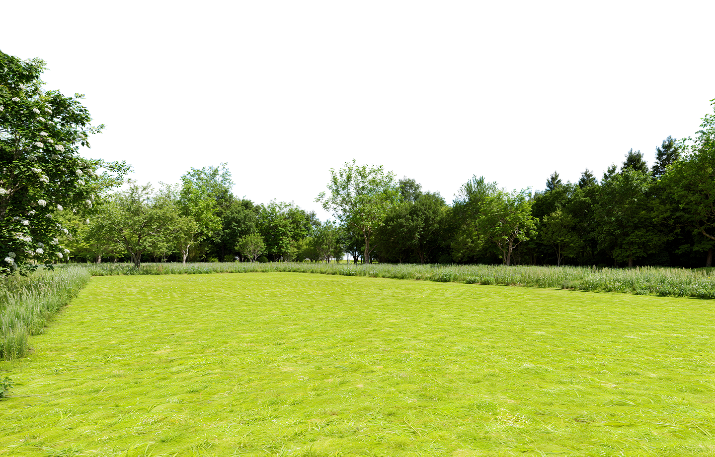 Duży trawiasty teren otoczony wysokimi zielonymi drzewami i zaroślami na tle czarnego nieba.