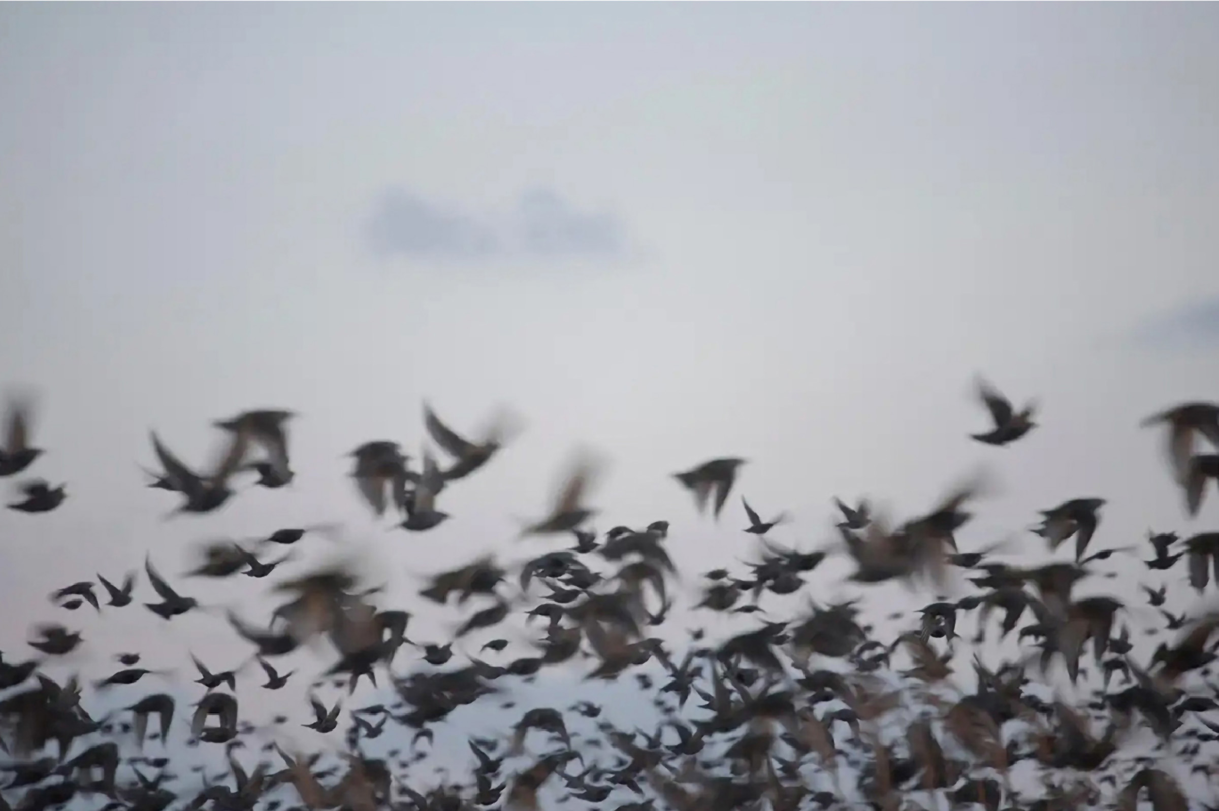 Rinko Kawauchi reference image: a dense flock of birds fills the lower portion of the frame against a pale sky