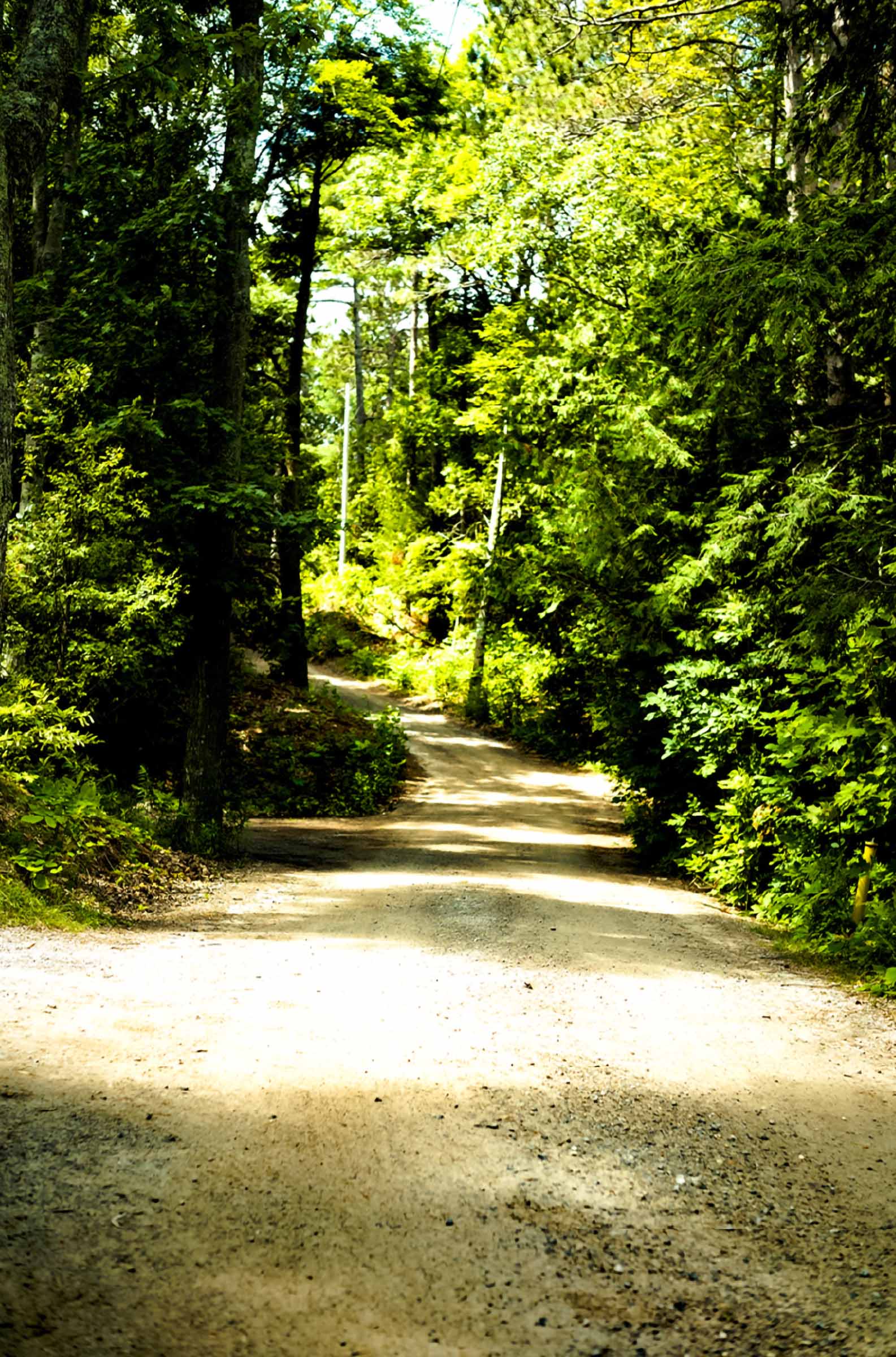 Jennifer Yaple student interpretation: a dirt path curves through a sunlit tunnel of green deciduous trees at Tusen Takk