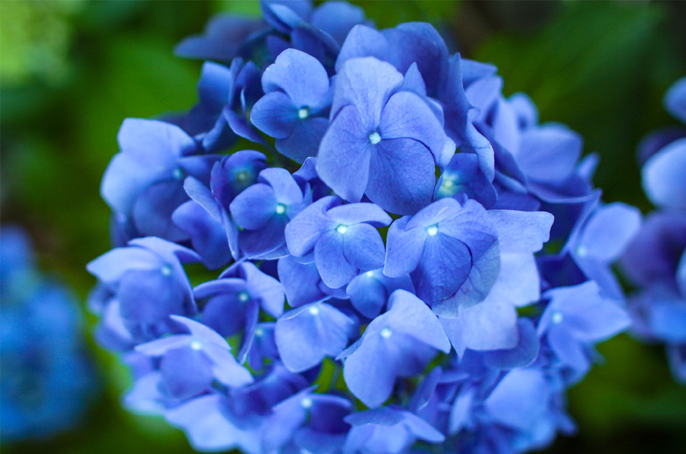 Jennifer Yaple student interpretation: densely clustered blue hydrangea blooms fill the frame