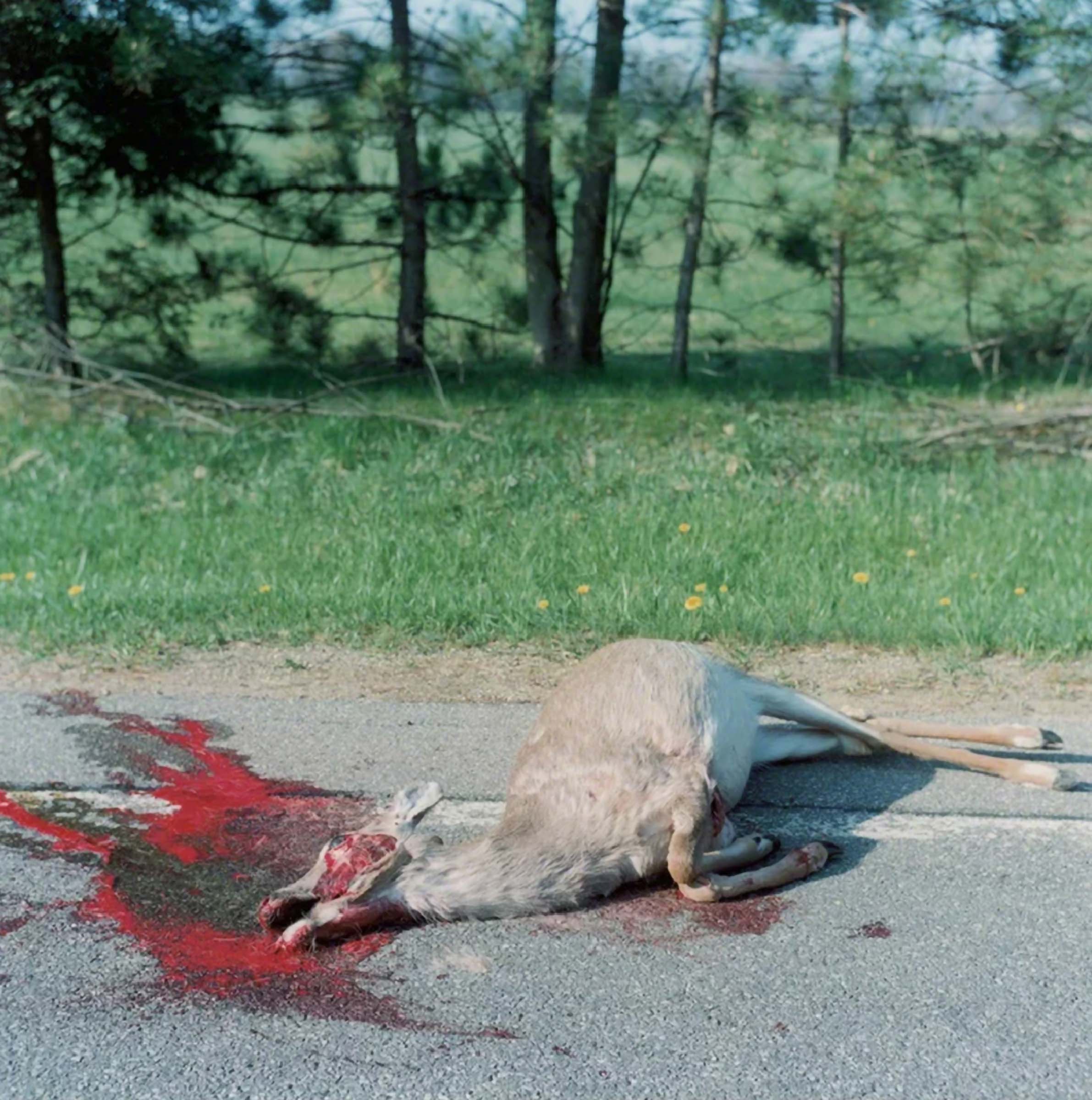 Rinko Kawauchi reference image: bare trees stand behind a dead deer lying on a road