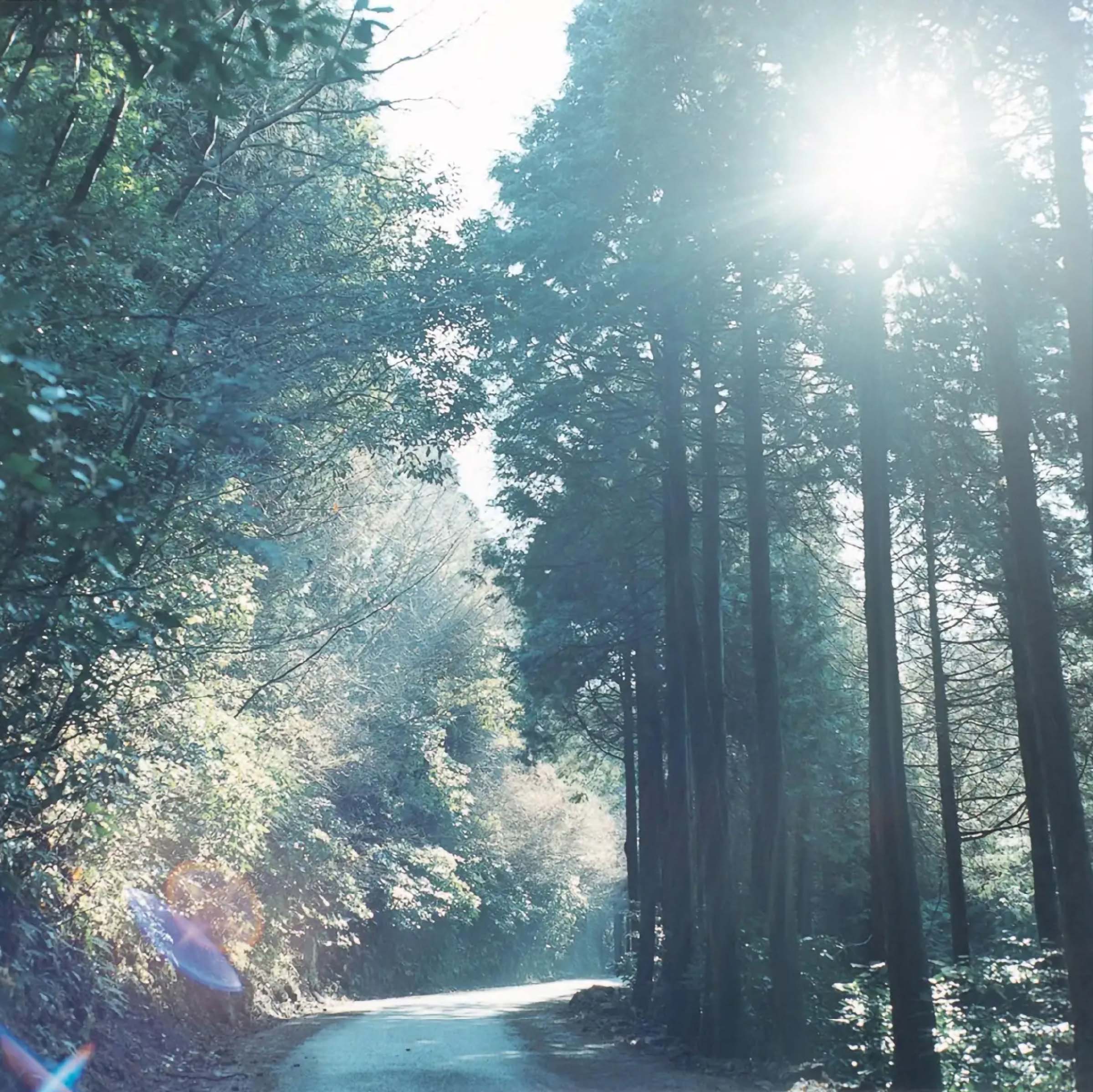 Rinko Kawauchi reference image: a narrow path winds through a dense, dark forest toward a bright opening in the canopy
