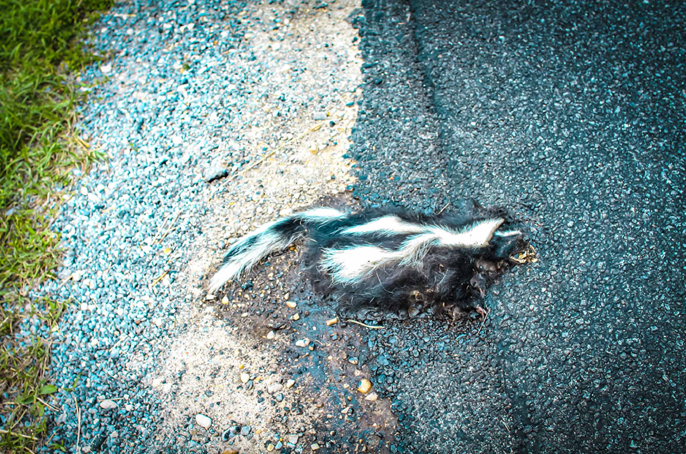 Jennifer Yaple student interpretation: a dead skunk rests on a dark wet road at home