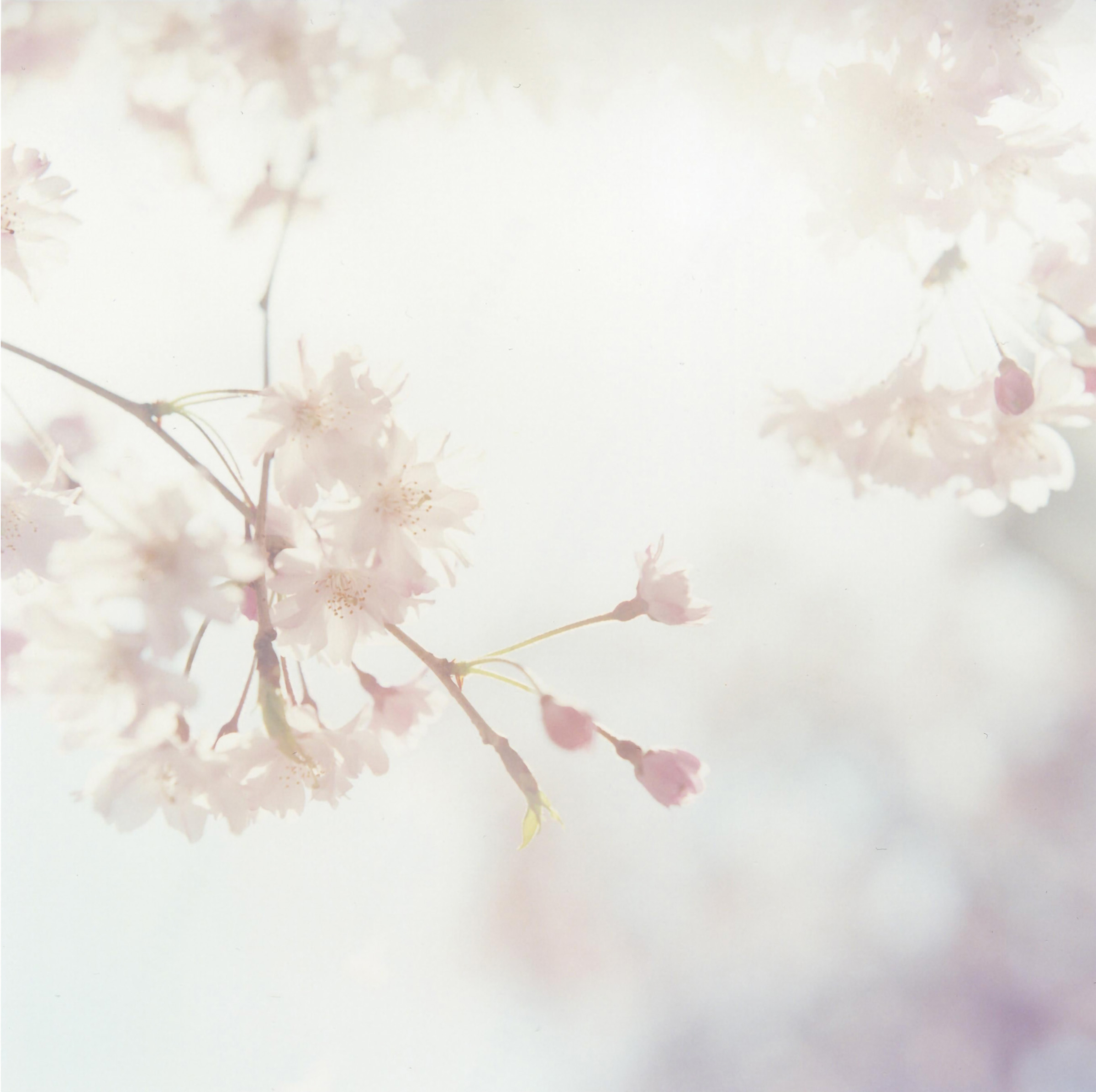 Rinko Kawauchi reference image: pale pink cherry blossoms photographed close up against an overexposed background