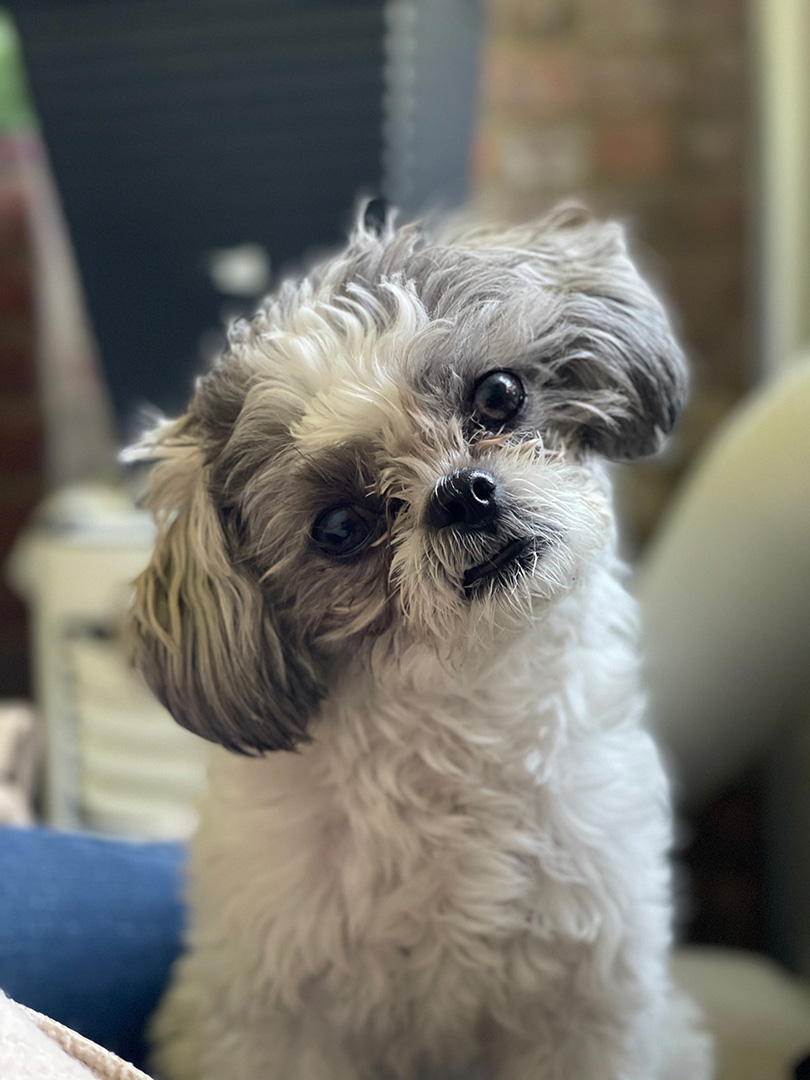 Source photograph of Spicy the dog, used as the starting point for the digital painting, line illustration, etching, and aquatint series.