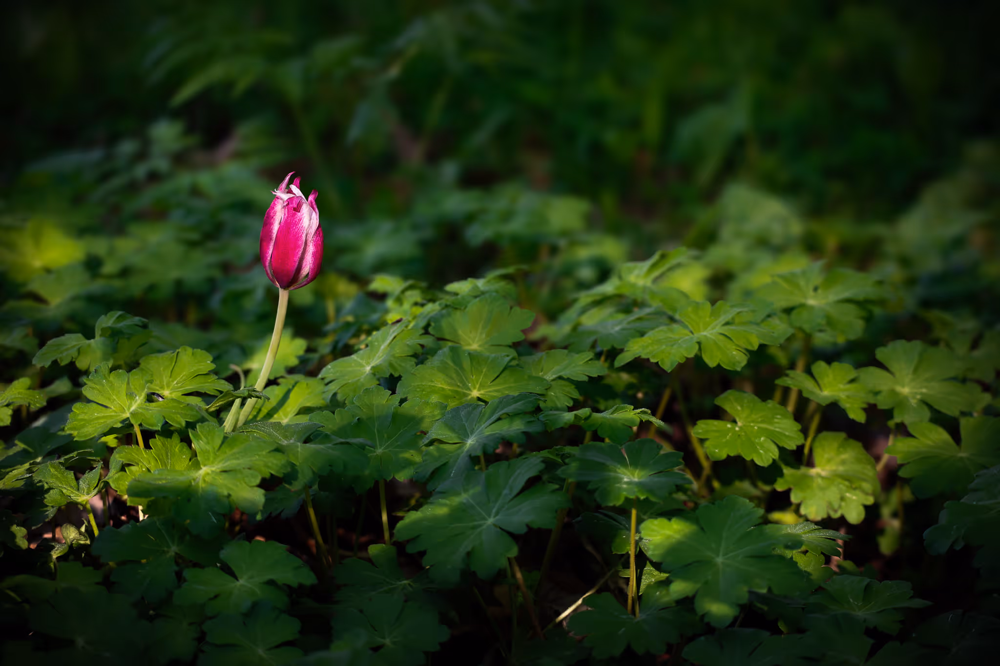 image of outdoor meditation (for a buddhist monasteries & temple)