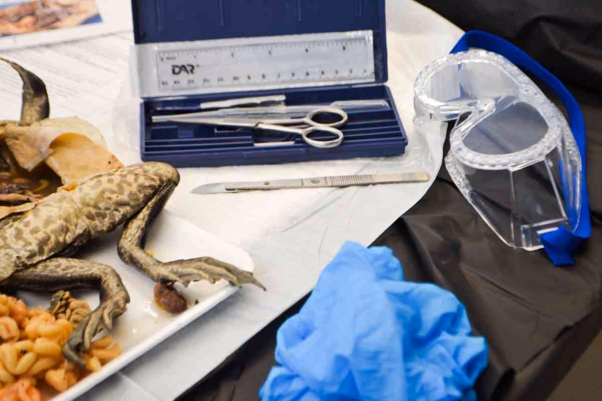 Dissected frog specimen beside scalpel scissors ruler and safety goggles