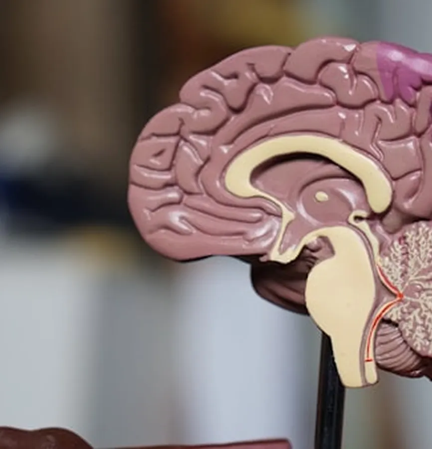 Detailed anatomical model showing the internal structure of a human brain in a sagittal view.