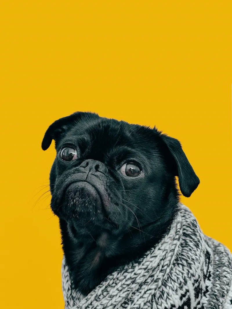 Pawshion Boutique