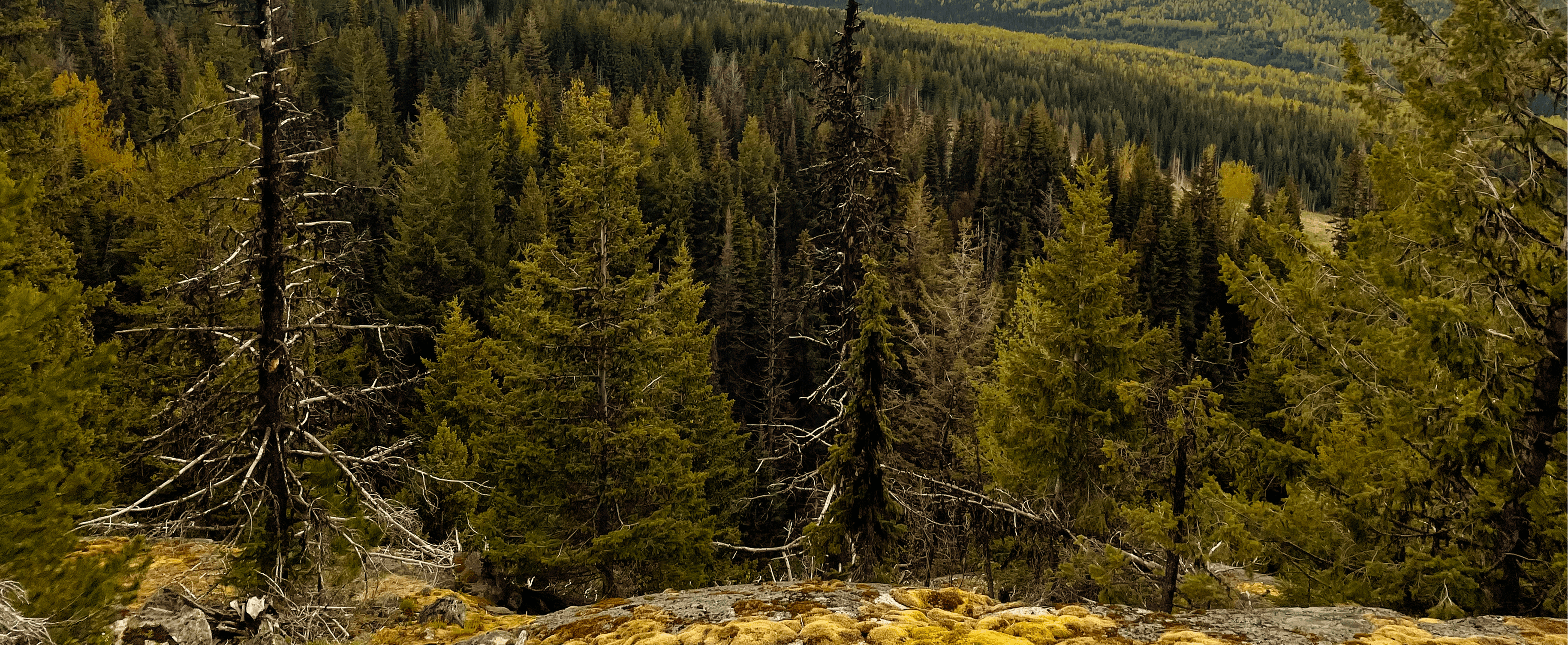 Forest landscape photography for Forsite