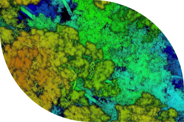 Forest View product interface screenshot