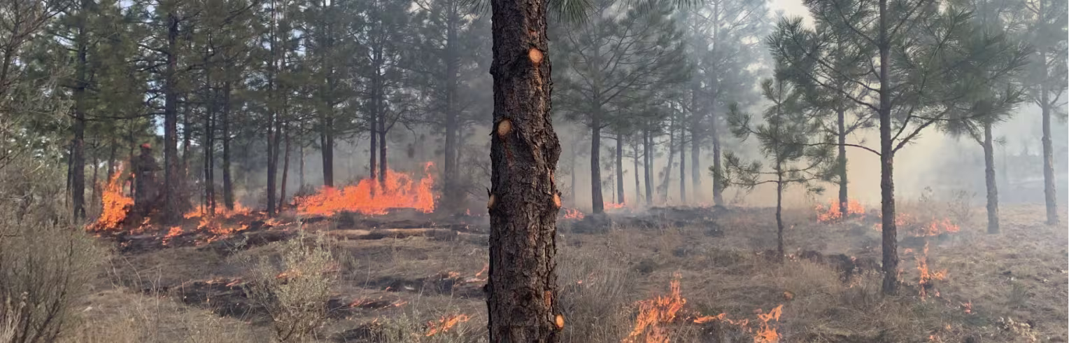 Wildland fire monitoring illustration for Forsite