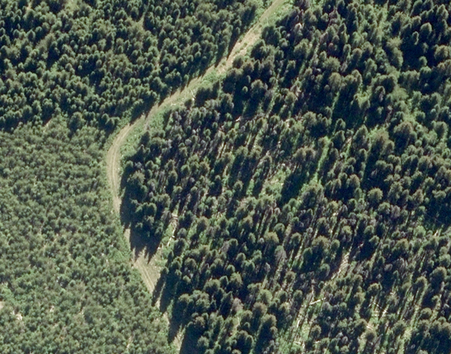 LiDAR point cloud to tree crowns example