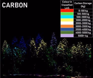 Forest biosmas forsite