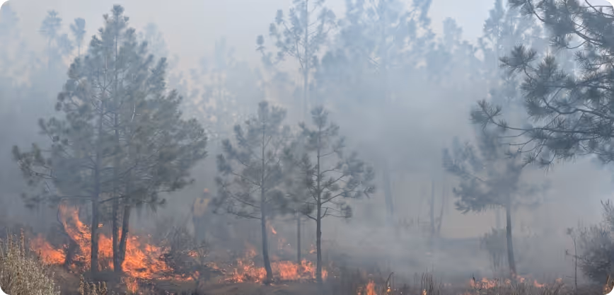 Weather intel forsite