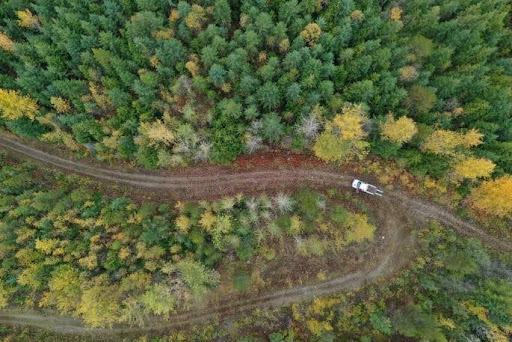 Carbon biomass — Forest View