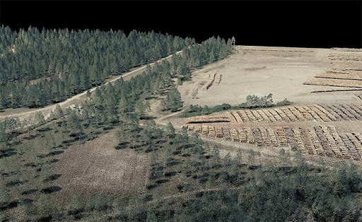 Forest Estate modeling pic