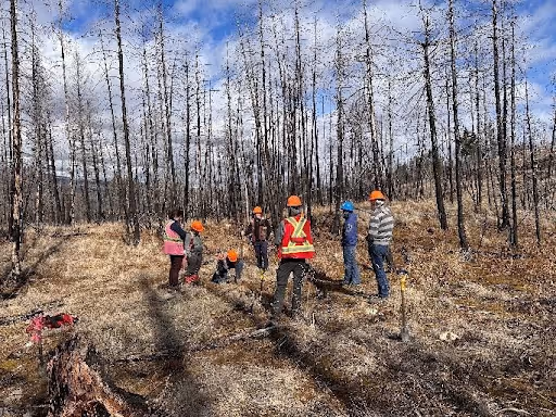 Post wildfire