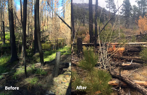 Side-by-side comparison of a forest area before and after reforestation, showing denser green growth and healthy trees on the left and sparser burnt trees with new saplings on the right.