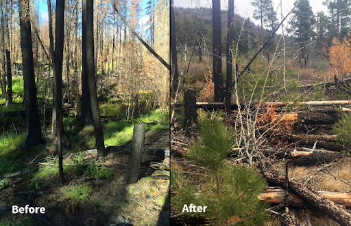 Side-by-side comparison of a forest area before and after reforestation, showing denser green growth and healthy trees on the left and sparser burnt trees with new saplings on the right.