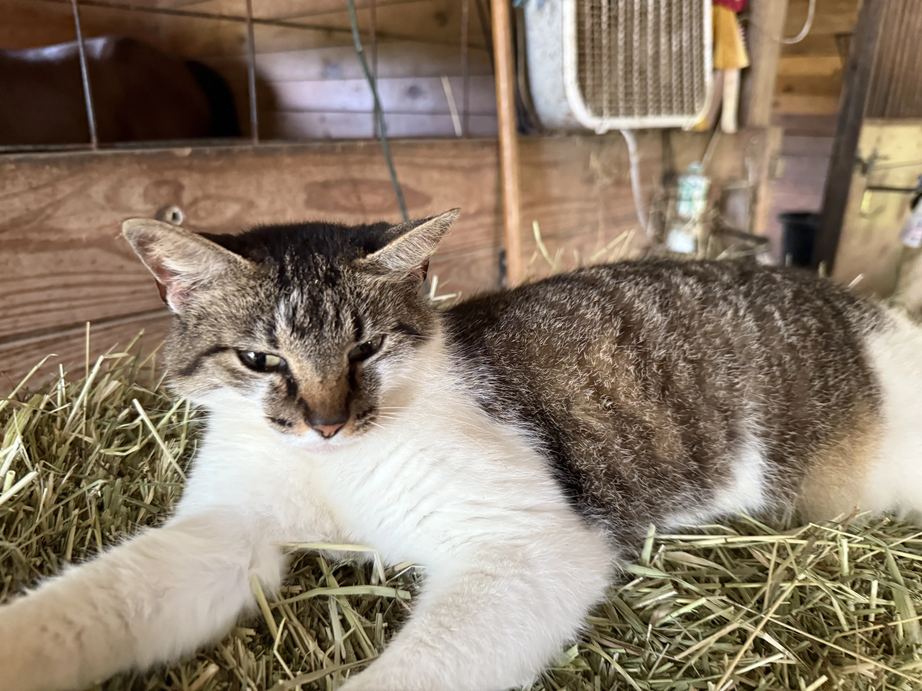 Tabby cat with white paws lying stretched out on hay inside a wooden barn.
