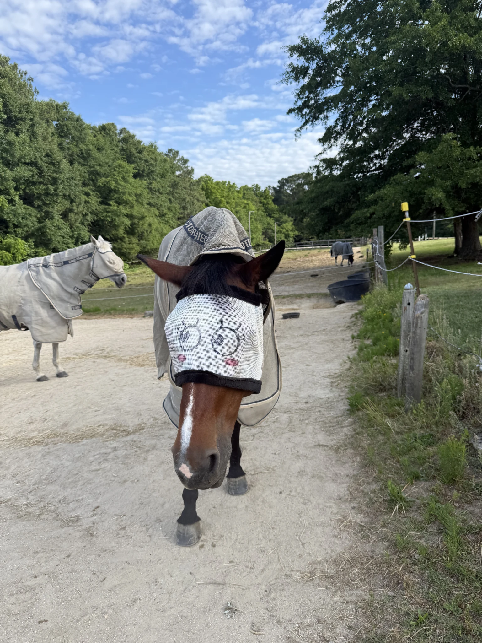 Brown horse with fly mask featuring cartoon eyes standing on a dirt path in a fenced pasture with another horse in the background.