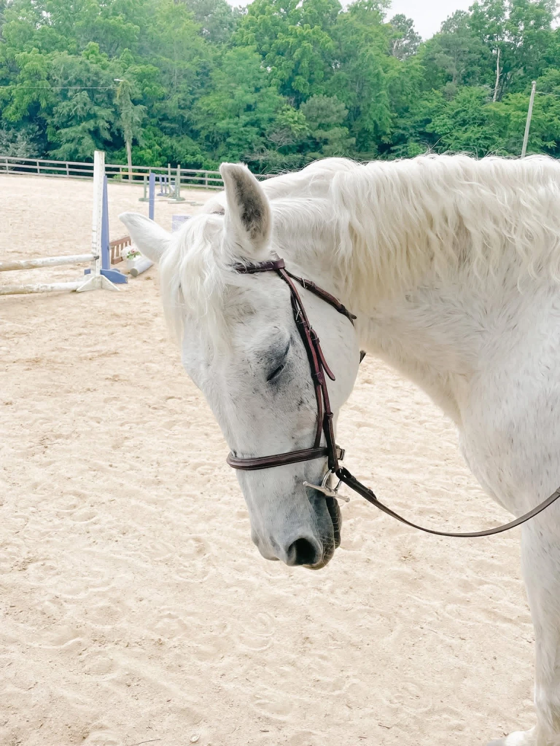 Close-up of a white horse with a bridle standing on sandy ground next to a wooden fence and green trees.